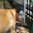 Sara-shows-us-how-the-water-fountain-works